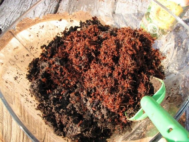 Кокосовий субтрат для кімнатних рослин можна використовувати і в чистому вигляді, і в складі почвосмесей