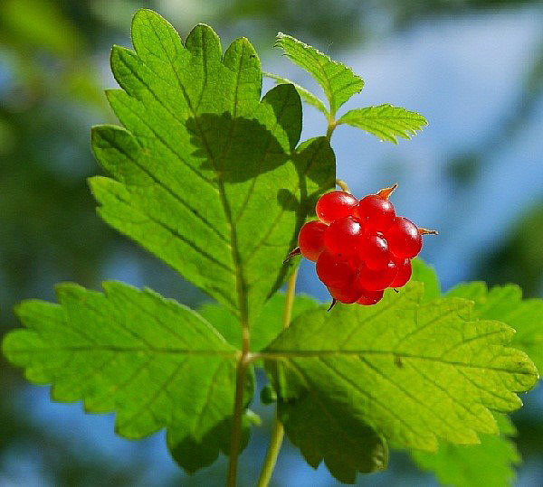 листя і ягоди княженіка в народній медицині