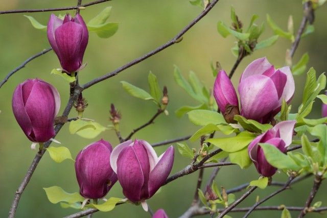 Магнолія лилиецветних (Magnolia liliiflora)