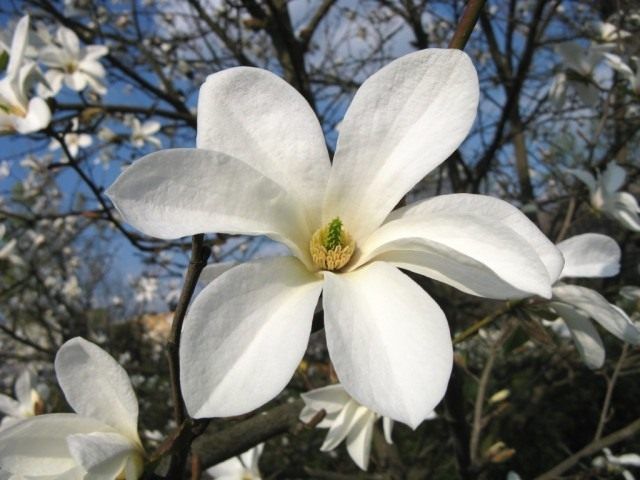 Магнолія иволистная (Magnolia salicifolia)