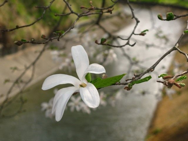Магнолія кобус (Magnolia kobus)