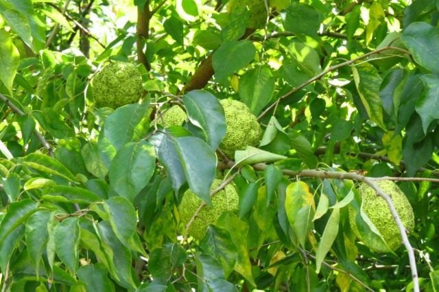 Маклюра помаранчева або маклюра яблоконосная (Maclura pomifera)