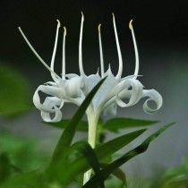 Панкраціо цейлонський (Pancratium zeylanicum)