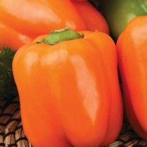 Перець солодкий «Помаранчевий бочонок»