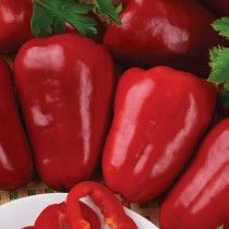 Перець солодкий «Жайворонок»