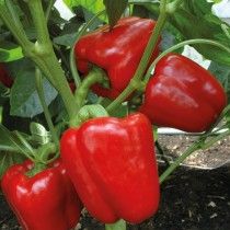 Перець солодкий «Домінатор»