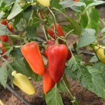 Перець солодкий «Фараон F1»