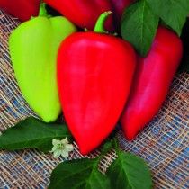 Перець солодкий «Ластівка»