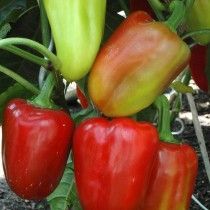Перець солодкий «Арсенал»