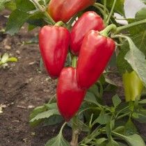 Перець солодкий «Подарунок Молдови»