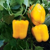 Перець солодкий «Золоте диво»