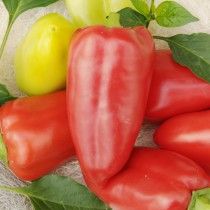 Перець солодкий «Вікторія»