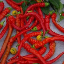 Перець гострий «Баранячий ріг»