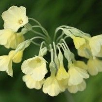 Примула Сиккимській (Primula sikkimensis)
