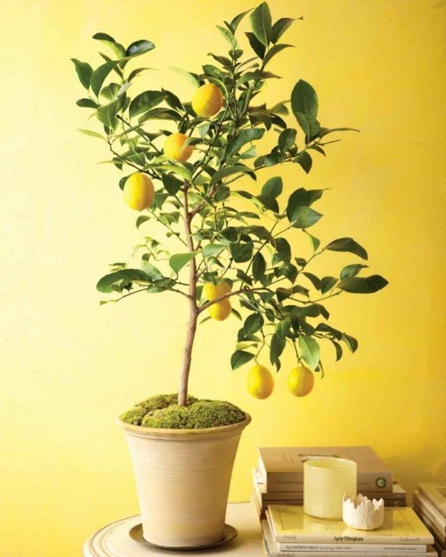 Лимон наділений дуже важливою властивістю - тонізувати людини