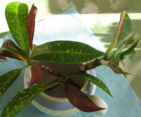 розмноження кротона