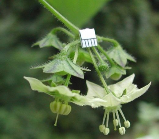 Сараха овочева (Saracha edulis)