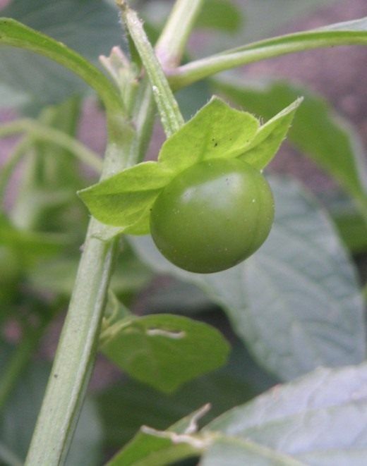 Сараха овочева (Saracha edulis)