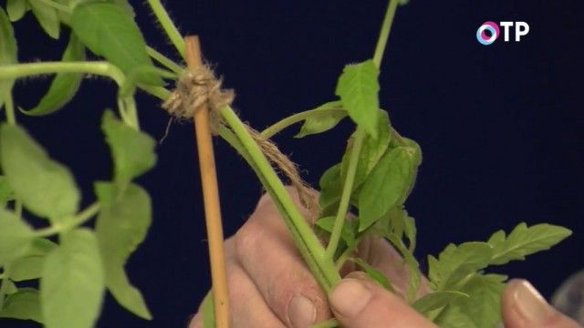 Аблактіровкі - зрощування пагонів виростають поруч рослин