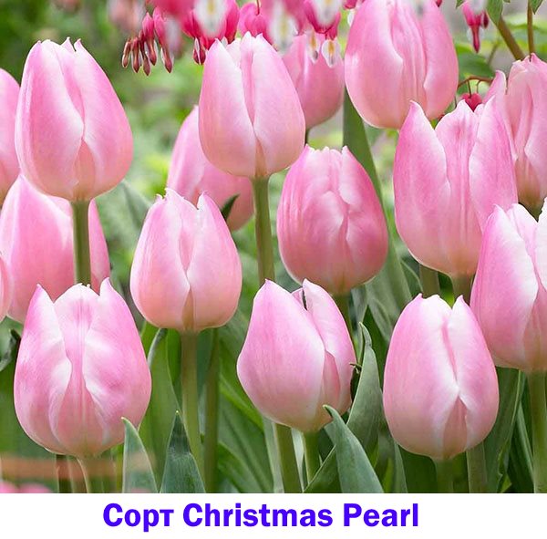 Рожевий тюльпан Christmas Pearl