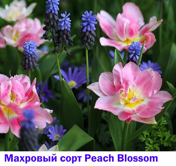 Ранній махровий тюльпан Peach Blossom