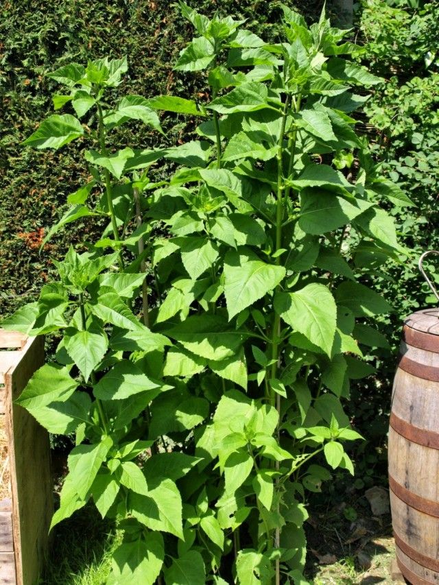 Топінамбур, або Соняшник клубненосний (Helianthus tuberosus)