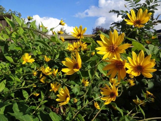 Топінамбур, або Соняшник клубненосний (Helianthus tuberosus)