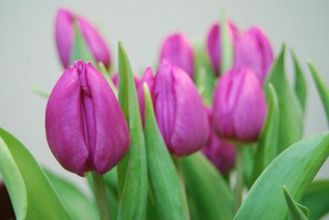 квітучі тюльпани