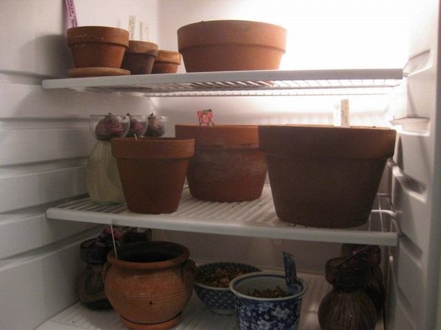 Ємності з цибулинами для вигонки в холодильнику