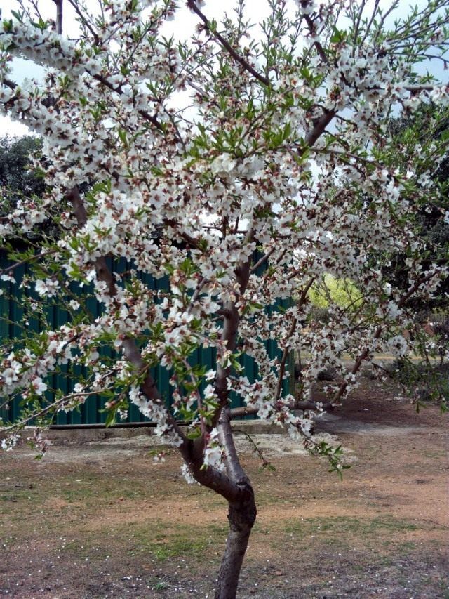 Мигдальне дерево (Prunus dulcis)