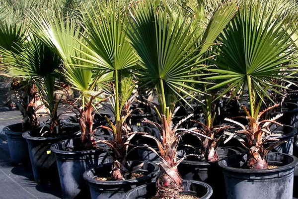 вирощування пальми в домашніх умовах