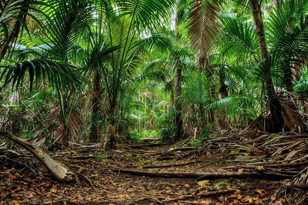 пальма в природних умовах