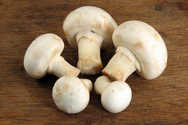 корисні гриби