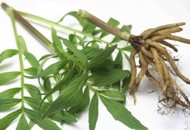 Стебло і корінь валеріани лікарської, або котячої трави (Valeriana officinalis)