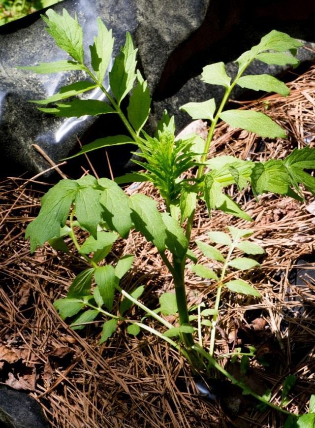 Валеріана лікарська, або Котяча трава (Valeriana officinalis)