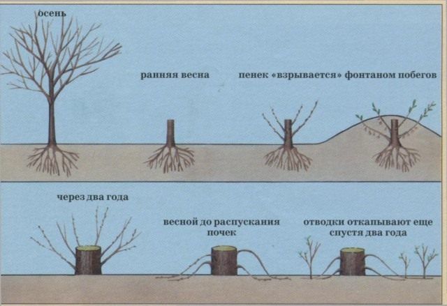 Способи вкорінення липи