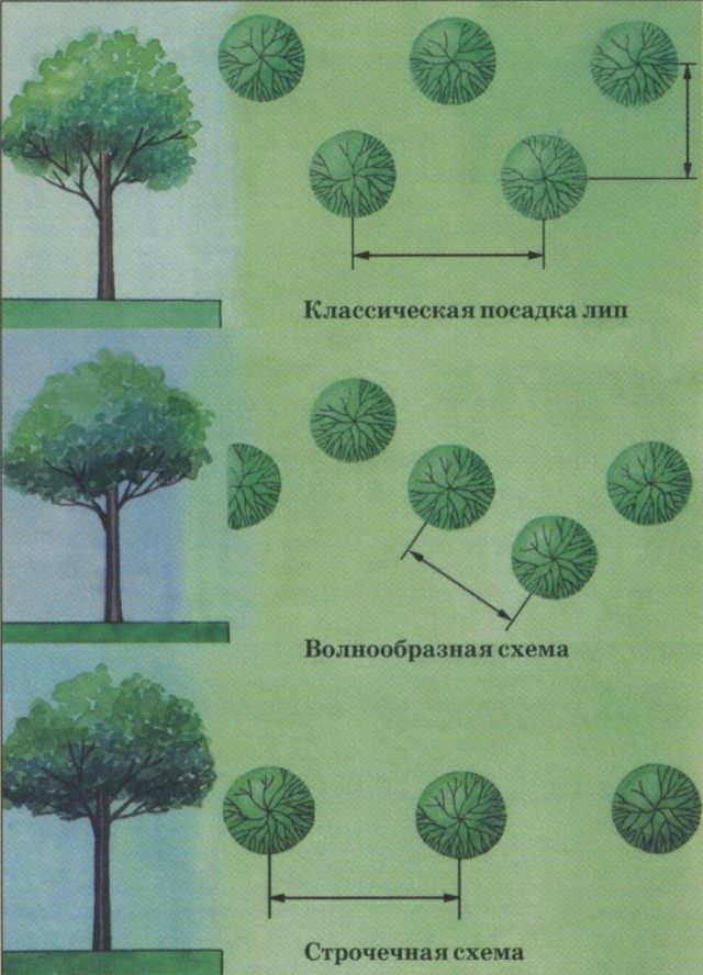 Схеми посадки лип для живоплоту