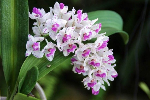 7 найбільш ароматних орхідей з пряним запахом
