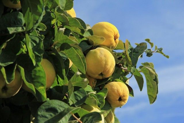 Айва - красиве дерево, смачні і корисні плоди