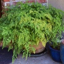 Адиантум Венерин волосся (Adiantum capillus-veneris)