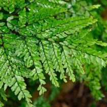 Адиантум красивий (Adiantum formosum)