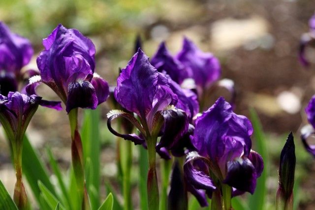 Півники угорські (Iris aphylla)