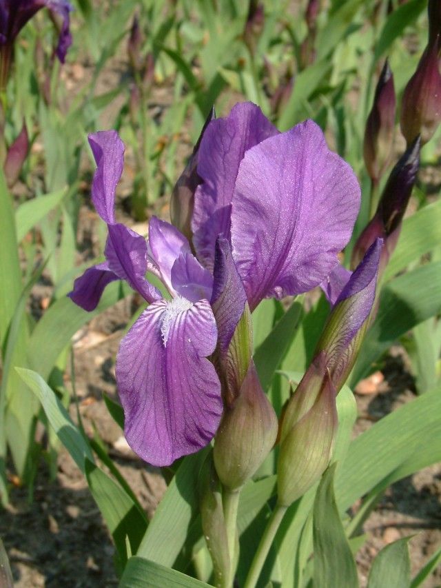 Півники угорські (Iris aphylla)