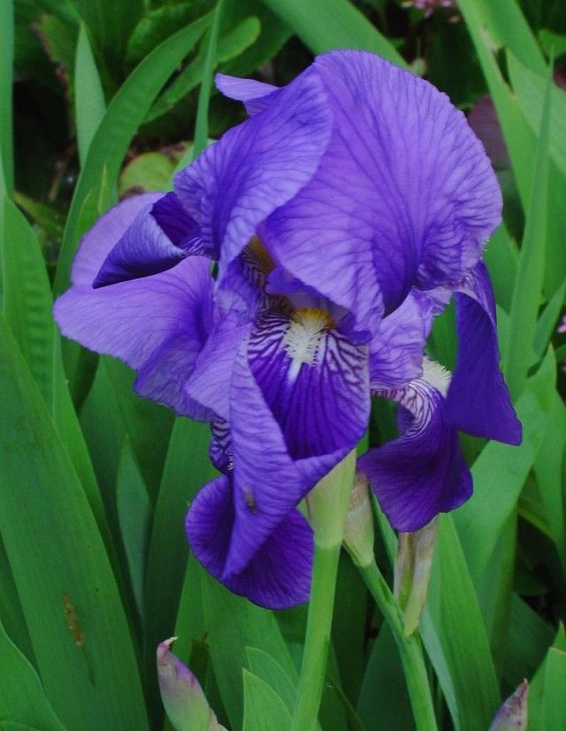 Ірис німецький (Iris germanica)