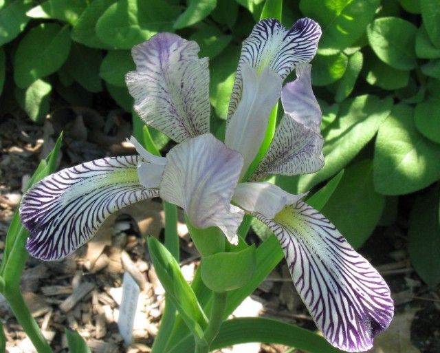 Ірис строкатий (Iris variegata)
