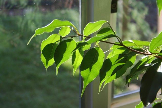 Фікус Бенджаміна (Ficus benjamina)