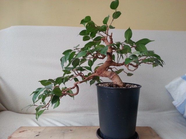Фікус Бенджаміна (Ficus benjamina)