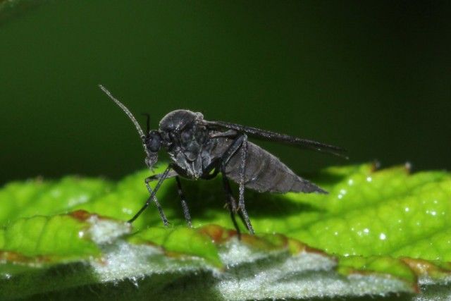 Сциарід (Sciaridae), або Листовий комарик, або Детрітніца, або Грунтовий комарик, або квіткова мошка