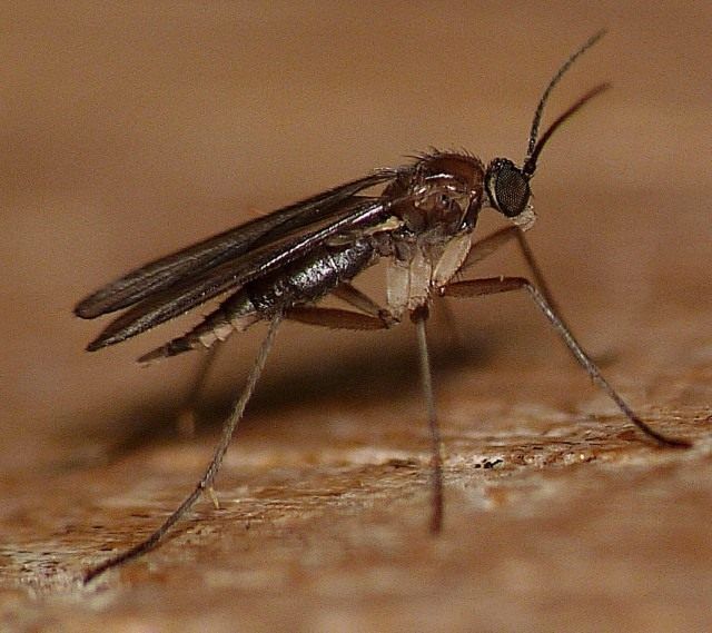 Сциарід (Sciaridae), або Листовий комарик, або Детрітніца, або Грунтовий комарик, або квіткова мошка