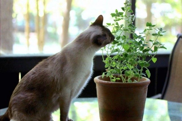 Кішка об'їдає кімнатна рослина